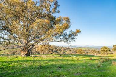 Farm For Sale - VIC - Huon Creek - 3691 - Ultimate farming, camping, lifestyle retreat  (Image 2)