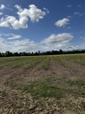 Farm For Sale - QLD - Munro Plains - 4854 - Rural Lifestyle Block Close to Tully  (Image 2)