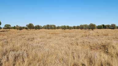 Farm For Sale - QLD - Mitchell - 4465 - Brigalow, Ironbark & Box Country - Well Grassed!  (Image 2)