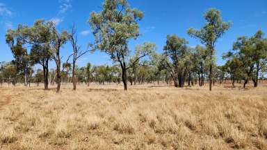 Farm For Sale - QLD - Mitchell - 4465 - Brigalow, Ironbark & Box Country - 94mm Rain - Dams Full  (Image 2)