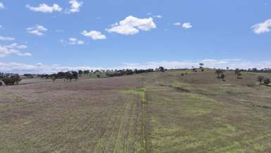 Farm For Sale - QLD - Pikedale - 4380 - South-East Queensland Grazing Lease Opportunity  (Image 2)