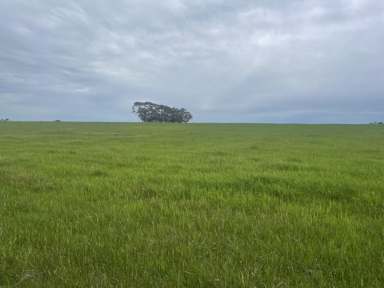 Farm For Sale - VIC - Hamilton - 3300 - For Lease by Tender  (Image 2)