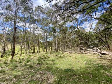 Farm For Sale - NSW - Majors Creek - 2622 - Wilson Lane  (Image 2)