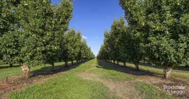 Farm For Sale - VIC - Kyabram - 3620 - Beautifully Presented Apple & Pear Orchard  (Image 2)