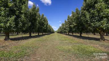 Farm For Sale - VIC - Merrigum - 3618 - Immaculate Goulburn Valley Orchard 25 Minutes From Shepparton  (Image 2)