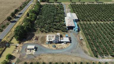 Farm For Sale - VIC - Merrigum - 3618 - Immaculate Goulburn Valley Orchard 25 Minutes From Shepparton  (Image 2)