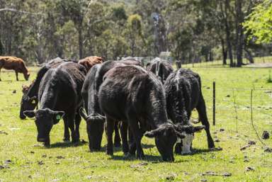 Farm For Sale - QLD - Upper Pilton - 4361 - Exceptionally Watered Cattle Country at the top of the Pilton Valley  (Image 2)