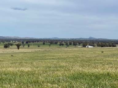 Farm For Sale - NSW - Euberta - 2650 - Quality Country close to WAGGA WAGGA
 Purchase as a whole or the pick of two lots!  (Image 2)