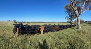 Farm For Sale - NSW - Euberta - 2650 - Country Carbon Investment Opportunity!  (Image 2)