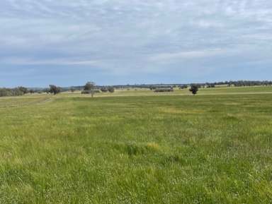 Farm For Sale - NSW - Coolamon - 2701 - Millwood Road Farms at Coolamon  (Image 2)