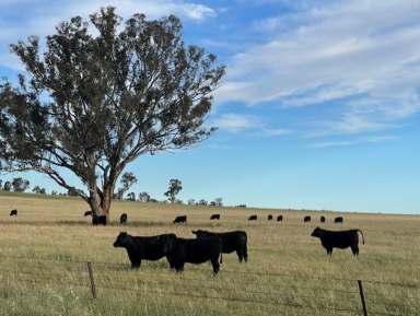 Farm For Sale - NSW - Coolamon - 2701 - Millwood Road Farms at Coolamon  (Image 2)