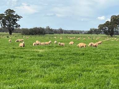 Farm For Sale - NSW - Coolamon - 2701 - Millwood Road Farms at Coolamon  (Image 2)