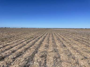 Farm For Sale - NSW - Cryon - 2832 - Wall to Wall Cryon Cropping Block  (Image 2)