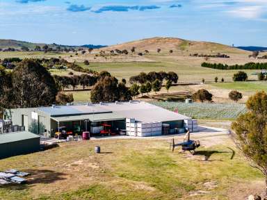 Farm Auction - NSW - Murrumbateman - 2582 - Fully Rejuvenated & Ready to Live Your Wine Country Dream  (Image 2)