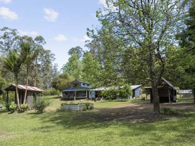 Farm For Sale - NSW - Bellingen - 2454 - Private 100acres in Gleniffer nestled under McGraths Hump with Younger's Creek Frontage  (Image 2)