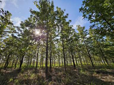 Farm For Sale - QLD - Garradunga - 4860 - Exceptional Opportunity - Land with Teak Trees, All Season Creek and Natural Rainforest  (Image 2)