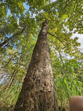 Farm For Sale - QLD - Garradunga - 4860 - Exceptional Opportunity - Land with Teak Trees, All Season Creek and Natural Rainforest  (Image 2)