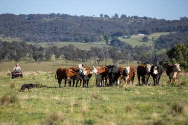 Farm Auction - NSW - Armidale - 2350 - When Presentation Matters  (Image 2)