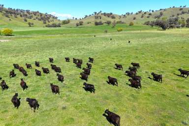 Farm For Sale - NSW - Tumut - 2720 - Nimbo Station  (Image 2)