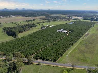 Farm For Sale - QLD - Donnybrook - 4510 - ‘Glendamia Park’ - Award-Winning Macadamia Farm with Modern Colonial Residence  (Image 2)