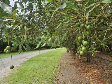 Farm For Sale - QLD - Donnybrook - 4510 - Immediate Income, Minimal Effort: Inspect This Macadamia Farm with a Bountiful Harvest Incoming!  (Image 2)