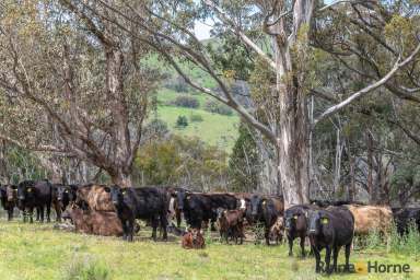 Farm For Sale - NSW - Walcha - 2354 - Stunning Valley Views  (Image 2)