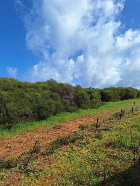 Farm For Sale - WA - Bookara - 6525 - BEAUTIFUL SPACIOUS BLOCK OF LAND  (Image 2)