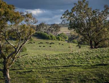 Farm Auction - NSW - Taralga - 2580 - Rural Lifestyle and Productive Farmland, Southern Tablelands
279 hectares | 690 acres*  (Image 2)