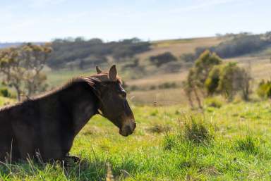 Farm For Sale - NSW - Goulburn - 2580 - The True Meaning Of Privacy!  (Image 2)