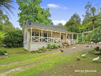 Farm For Sale - VIC - Tarra Valley - 3971 - River Cottage in Tarra Valley  (Image 2)