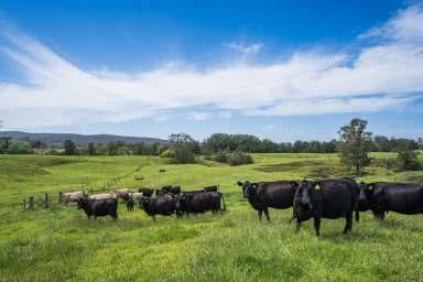 Farm Auction - NSW - Vacy - 2421 - Prized Paterson River Frontage, Flats, Water & Production  (Image 2)