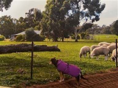 Farm For Sale - WA - Bakers Hill - 6562 - LIFESTYLE WITHIN AN HOUR OF PERTH, WITH SUBDIVISION POTENTIAL.  (Image 2)