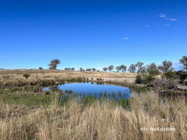 Farm For Sale - NSW - Ashford - 2361 - 1536 ACRES NEAR PINDARI DAM  (Image 2)