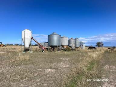 Farm For Sale - NSW - Ashford - 2361 - 1536 ACRES NEAR PINDARI DAM  (Image 2)