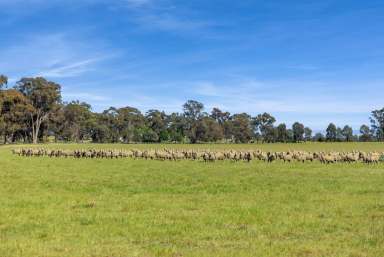 Farm For Sale - VIC - Goornong - 3557 - 338 acres Goornong District  (Image 2)