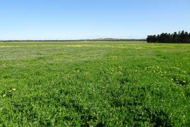 Farm For Sale - WA - Woodanilling - 6316 - It's All New!  (Image 2)