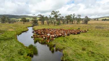 Farm For Sale - NSW - Dundee - 2370 - Large-scale New England Grazing property.  (Image 2)