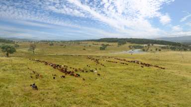 Farm For Sale - NSW - Dundee - 2370 - Large-scale New England Grazing property.  (Image 2)