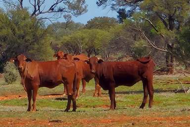 Farm For Sale - WA - Mount Magnet - 6638 - Inside the vermin proof fence with HIR Carbon Project  (Image 2)