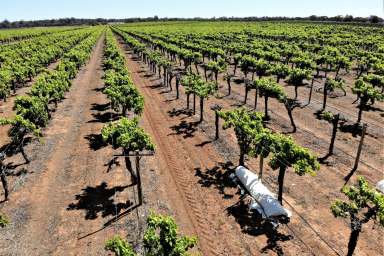 Farm For Sale - NSW - Euston - 2737 - Tapaulin Farm - 207 Ha Farming Property  (Image 2)