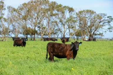 Farm For Sale - VIC - Macarthur - 3286 - Outstanding High Rainfall Beef & Dairy Country  (Image 2)