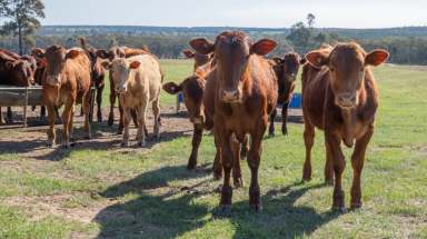 Farm For Sale - NSW - Coolah - 2843 - Mixed farming country with development potential  (Image 2)