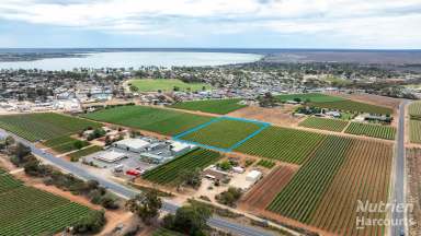 Farm For Sale - SA - Barmera - 5345 - Looking to build a lifestyle?  (Image 2)