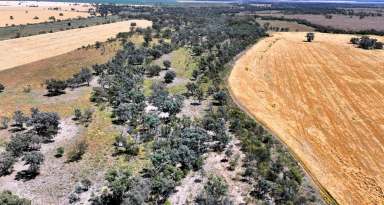 Farm For Sale - NSW - Moree - 2400 - "Mardell" 19770 Newell Highway Moree  (Image 2)