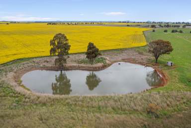 Farm For Sale - VIC - Carisbrook - 3464 - "STRATHMUIR"  (Image 2)