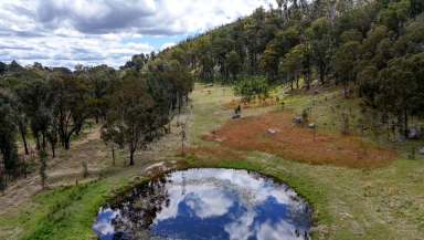 Farm For Sale - NSW - Tenterfield - 2372 - Rural Escape  (Image 2)