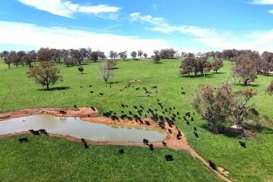 Farm For Sale - NSW - Walcha - 2354 - 'St Aubyns Station'  Blue Ribbon Walcha Holding  (Image 2)