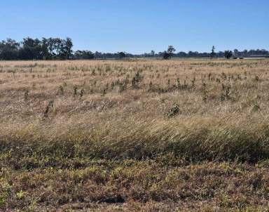 Farm For Sale - QLD - Wheatlands - 4606 - 160 ACRES - POTENTIAL LIFESTYLE CHANGE - GRAZING - AGRICULTURE  (Image 2)