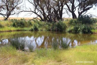 Farm For Sale - WA - Goomalling - 6460 - "WHITES BLOCK"  (Image 2)