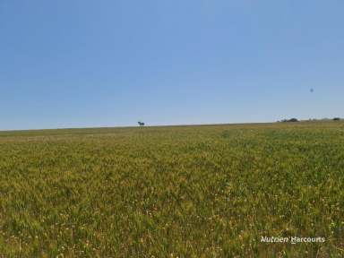 Farm For Sale - WA - Goomalling - 6460 - "WHITES BLOCK"  (Image 2)